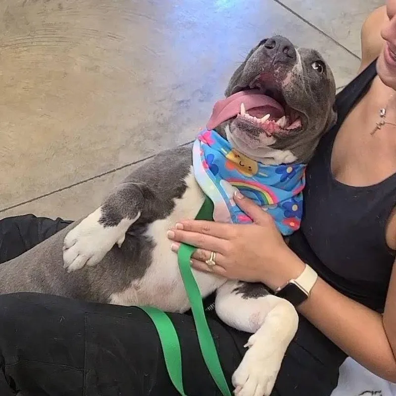 An adult medium-sized male Pit Bull Terrier dog named Kai for adoption in Enterprise, AL