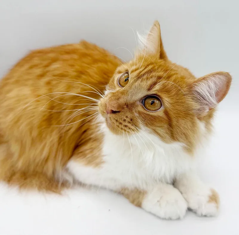 A young medium-sized male Orange & White Maine Coon cat named Tigger Terrific Fun for adoption in Bedford Hills, NY