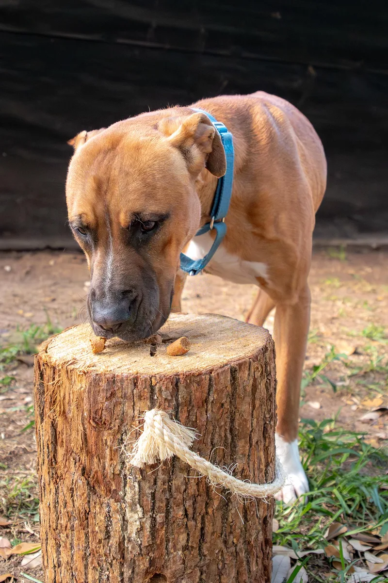 A young medium-sized male Brown / Chocolate American Staffordshire Terrier dog named Scampi Co for adoption in Magnolia, TX