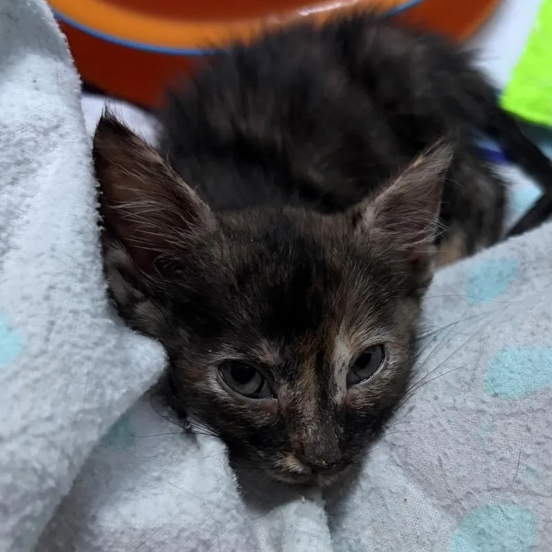 A baby small-sized female Tortoiseshell Domestic Short Hair cat named Patty Coleman for adoption in Morrison, CO