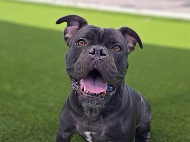 An adult medium-sized female Pit Bull Terrier dog named Gia for adoption in Auburn, CA