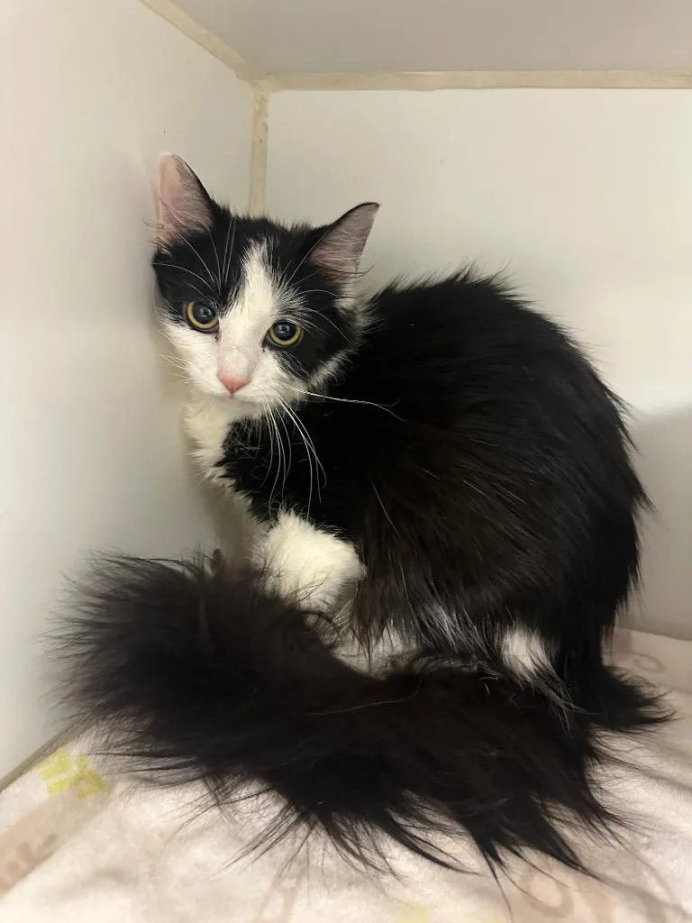 A baby medium-sized female Domestic Short Hair cat named Miley for adoption in Johnson City, TN