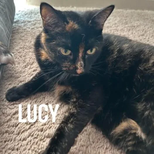 A senior medium-sized female Black Domestic Short Hair cat named LucyJane C for adoption in Princeton, MN