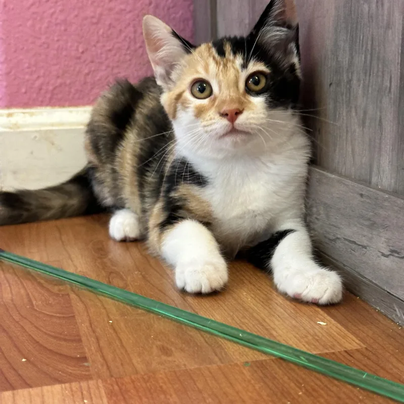 A baby medium-sized female Calico Domestic Short Hair cat named Ginger for adoption in Visalia, CA
