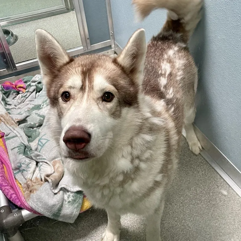 An adult medium-sized male Siberian Husky dog named Zeus for adoption in Matteson, IL