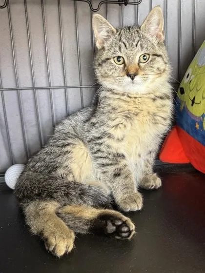 A baby small-sized male Domestic Short Hair cat named Biff $ for adoption in Seneca, SC