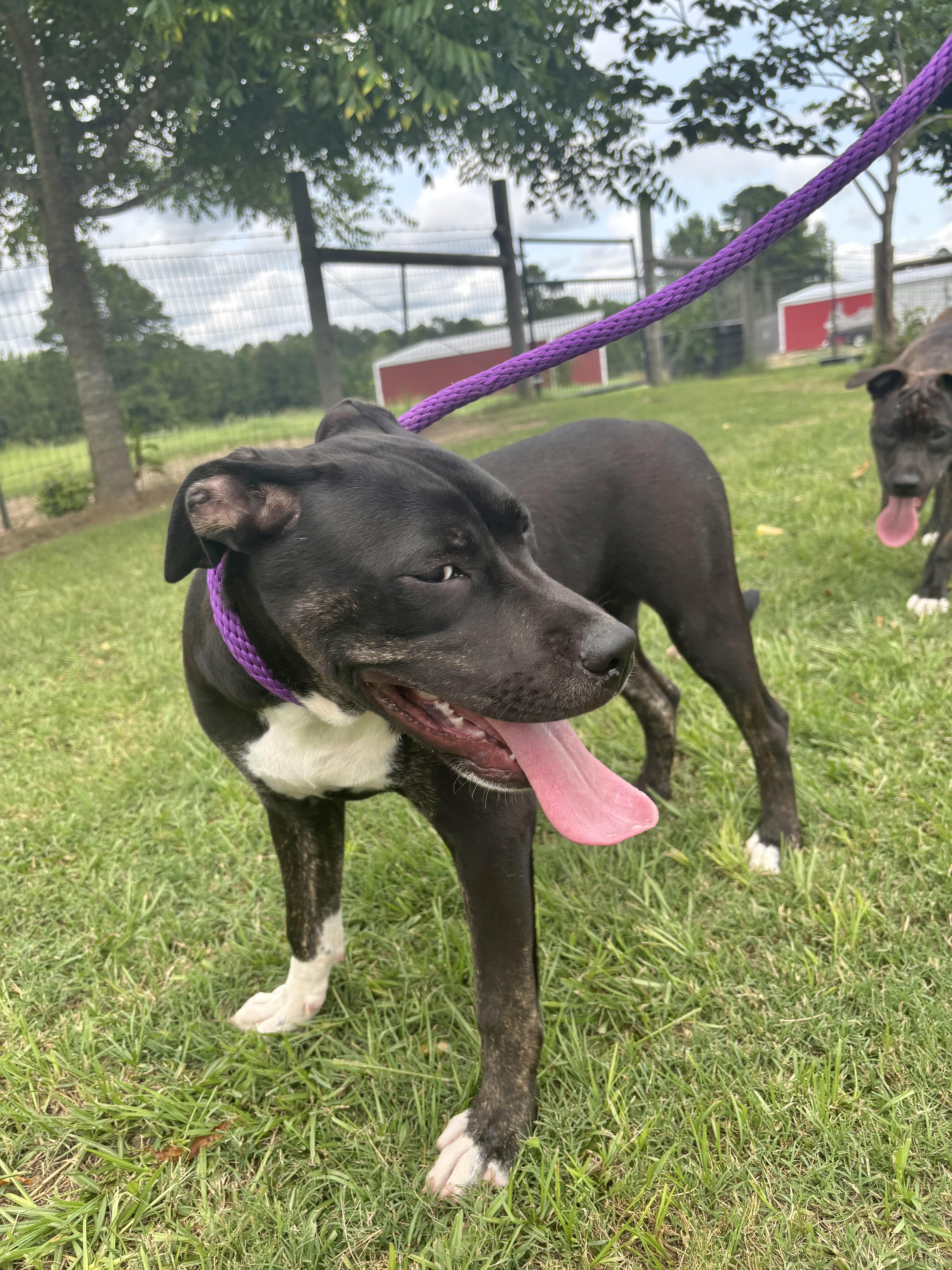 A baby medium-sized female Pit Bull Terrier dog named Kayla for adoption in Manchester, CT