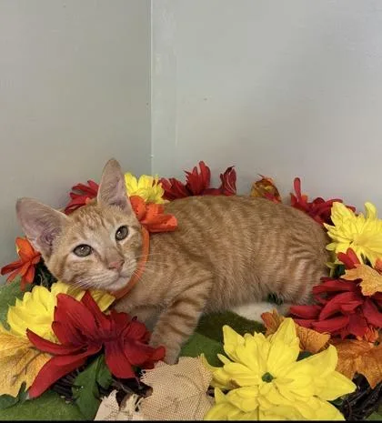 A young medium-sized female Domestic Short Hair cat named Sunny for adoption in Picayune, MS
