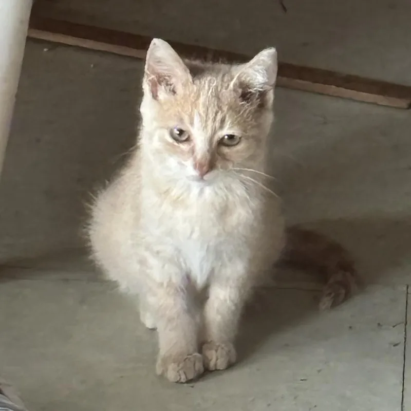 A baby small-sized male Buff / Tan / Fawn Domestic Short Hair cat named Copper for adoption in Tawas City, MI