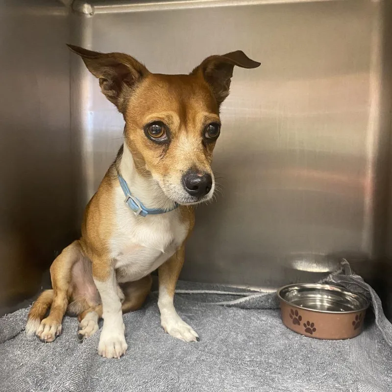 An adult small-sized male Chihuahua dog named Wallace for adoption in Columbus, GA