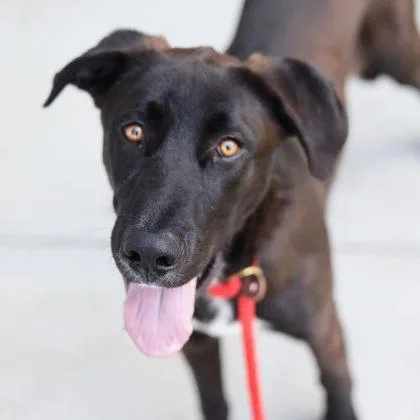 An adult large-sized male Black Labrador Retriever dog named Tupelo Honey for adoption in Atlanta, GA