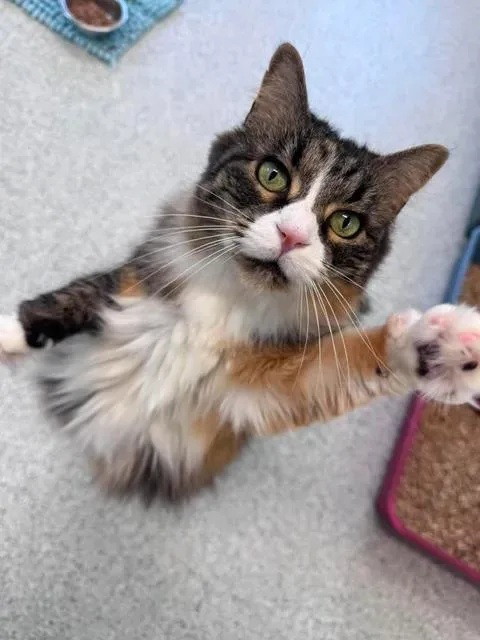 An adult medium-sized female Domestic Long Hair cat named Penny for adoption in Cherryfield, ME