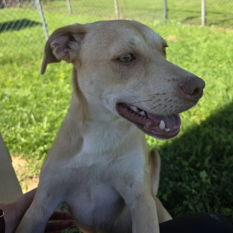 A young medium-sized female Yellow / Tan / Blond / Fawn Labrador Retriever dog named Shirley for adoption in Xenia , OH