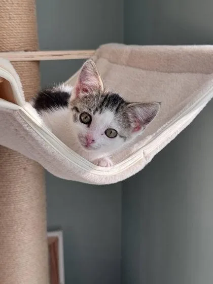 A baby small-sized female Domestic Short Hair cat named Emily for adoption in Hobart, IN