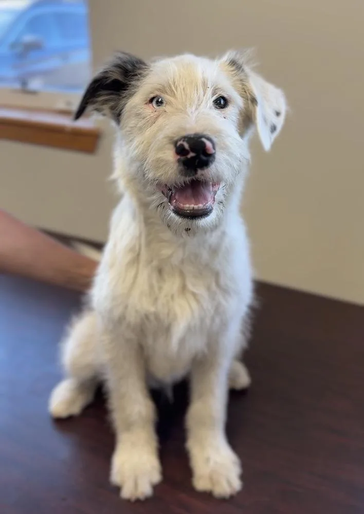 A baby large-sized male Tricolor (Brown, Black, & White) Australian Shepherd dog named Simon for adoption in Bemidji, MN
