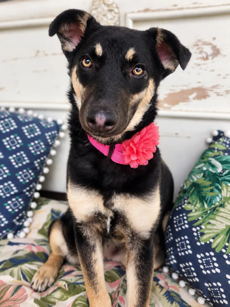 A young medium-sized female Tricolor (Brown, Black, & White) German Shepherd Dog dog named Annie McPhee for adoption in Menifee, CA