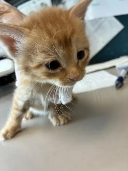 A baby medium-sized male Domestic Short Hair cat named Cheddar Cheese for adoption in Salt Lake City, UT