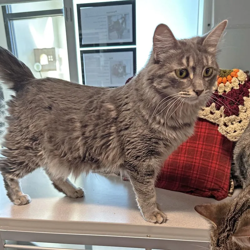 Penelope thumbnail 2