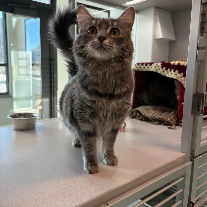 Penelope thumbnail 3