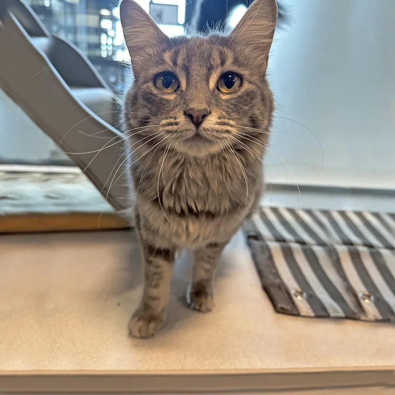 Penelope thumbnail 4