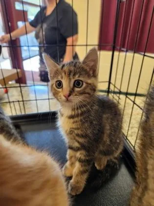 A baby small-sized female Domestic Short Hair cat named Anise for adoption in Independence, MO