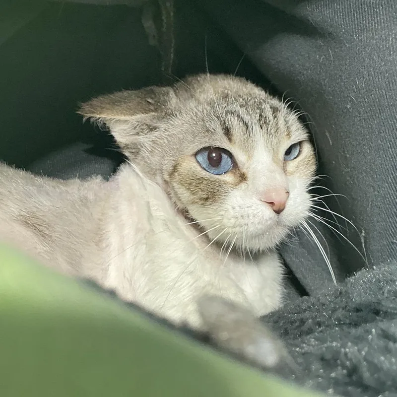 A young medium-sized female Domestic Short Hair cat named Grey for adoption in Midland, TX