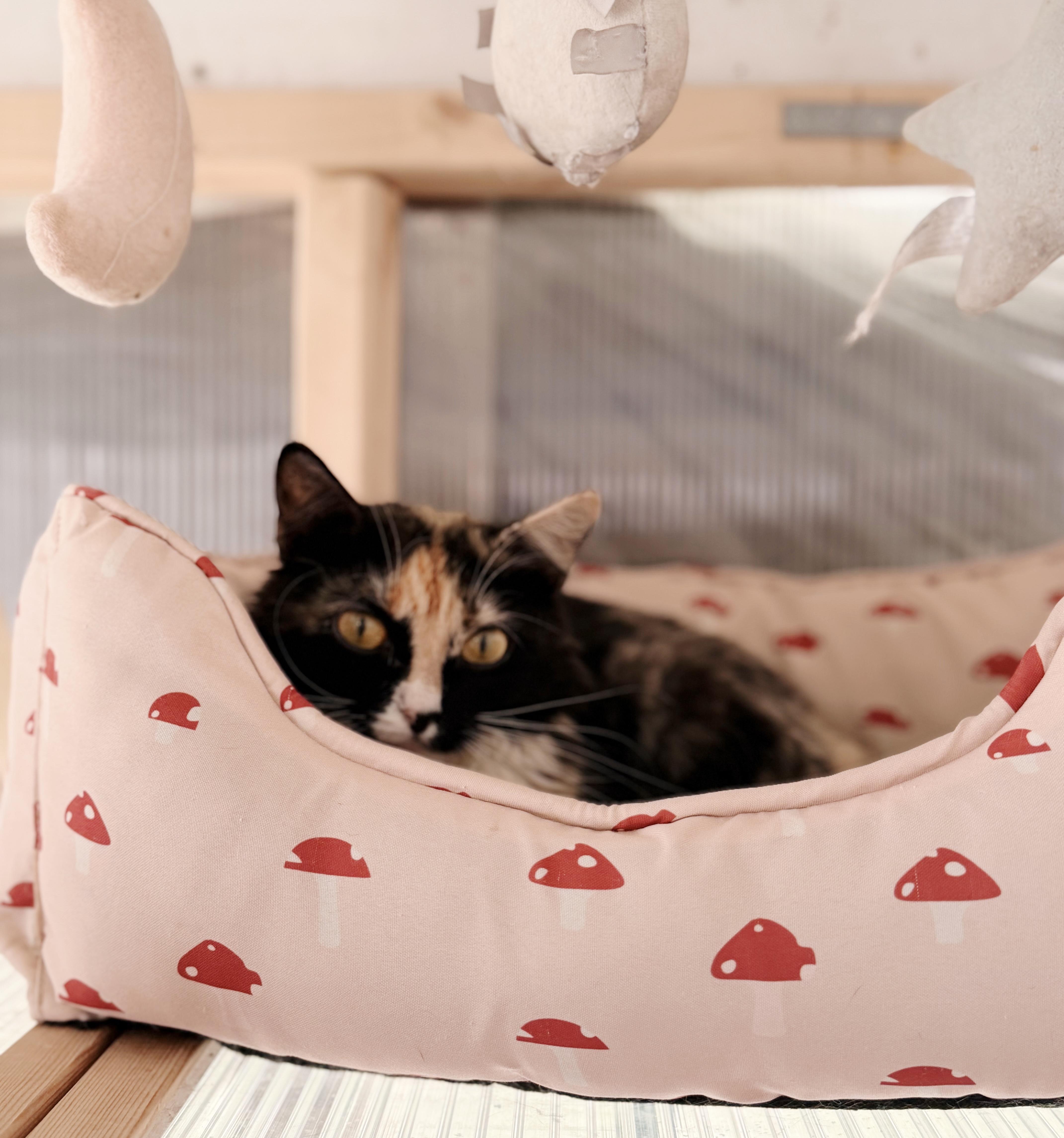 A young medium-sized female Calico Domestic Long Hair cat named Francis for adoption in Philadelphia, PA