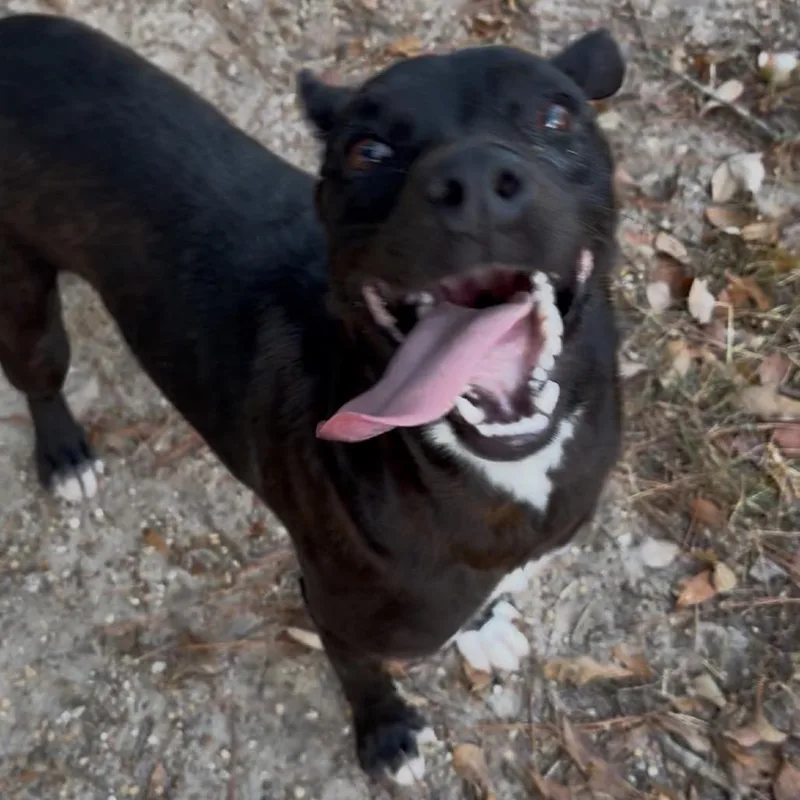 A young medium-sized female Black Border Collie dog named Willow Rosenberg for adoption in Hattiesburg, MS