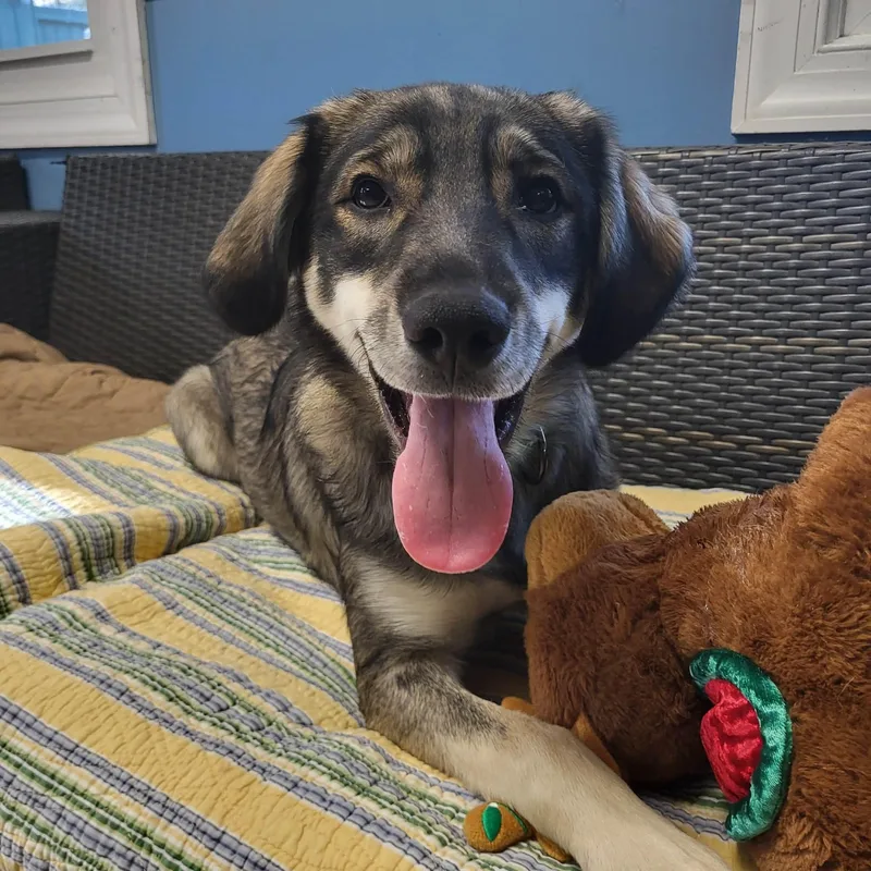 A young small-sized male Bicolor German Shepherd Dog dog named Timber for adoption in Sunderland, MD