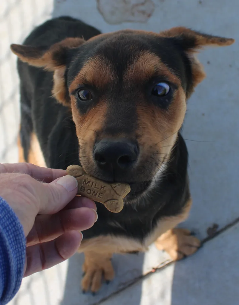 A young medium-sized male Rottweiler dog named Olly for adoption in Wasco, CA