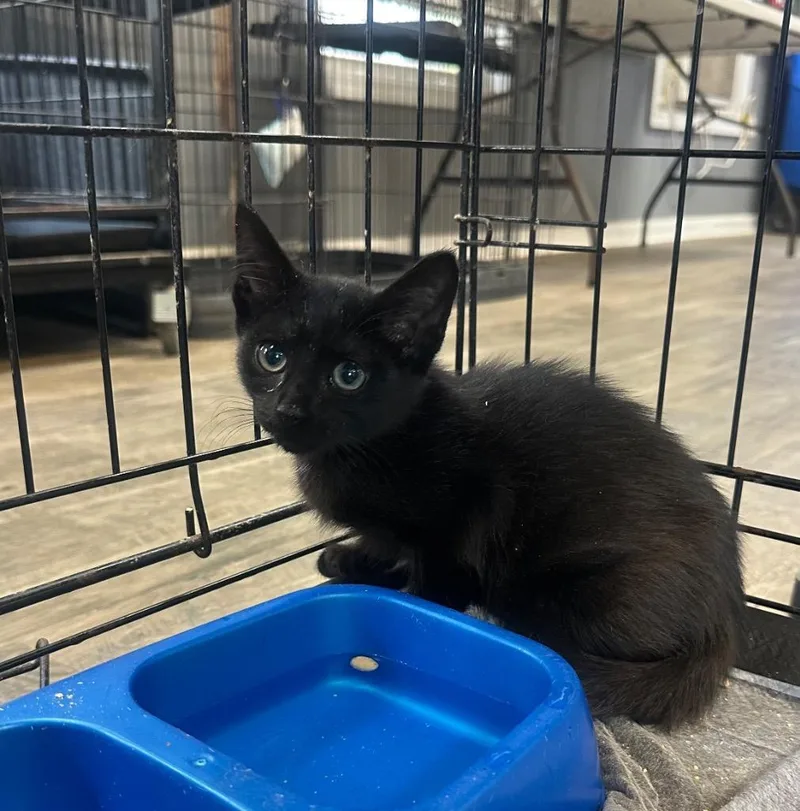 A baby medium-sized male Domestic Short Hair cat named Orion for adoption in St. Albans, VT