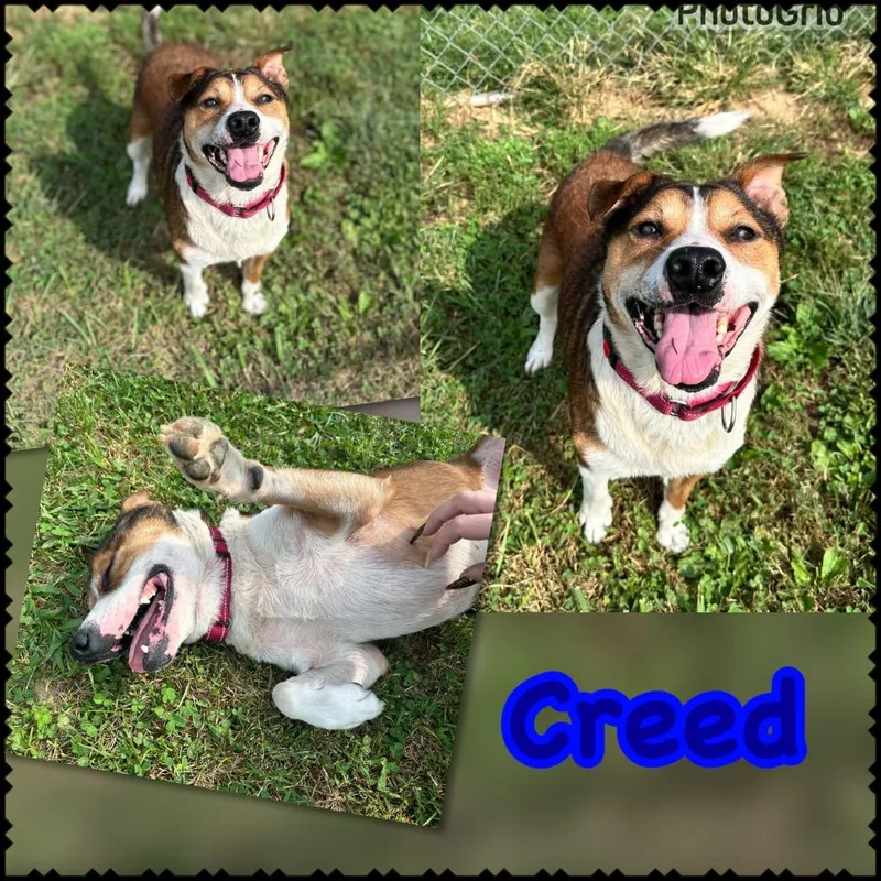 An adult large-sized male Mixed Breed dog named Creed aka Texas for adoption in Blountville, TN