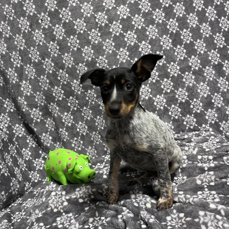 Okra thumbnail 2