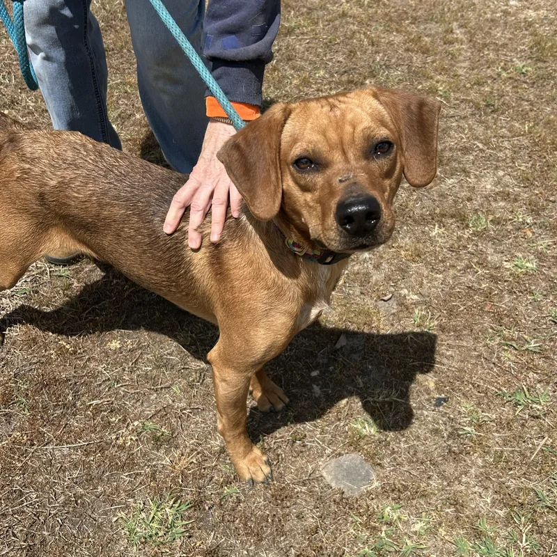 An adult small-sized male Brown / Chocolate Hound dog named Ernesto for adoption in Charles City, VA