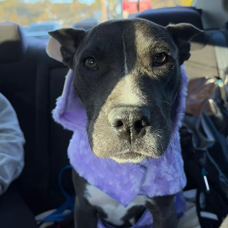 Nova