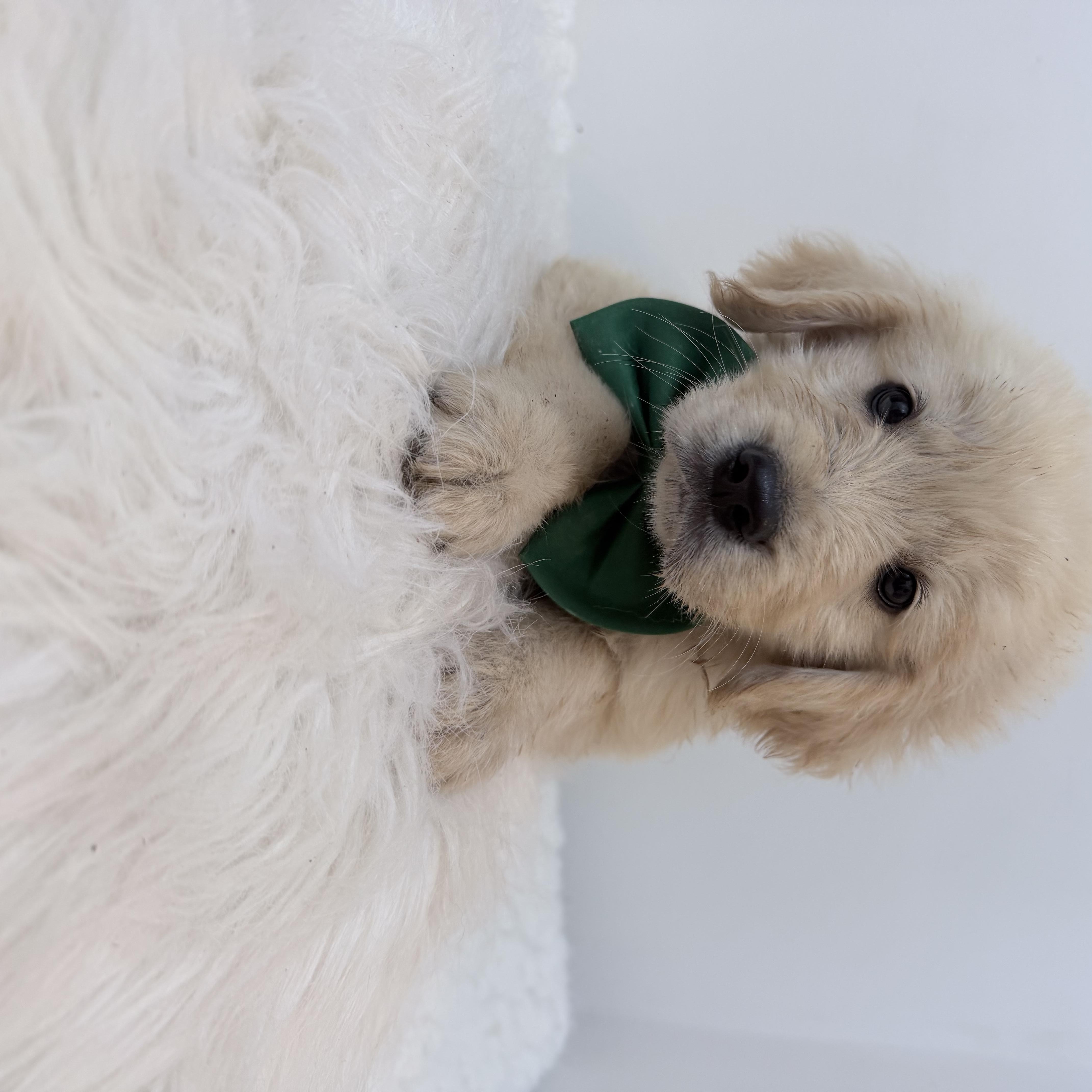 A baby large-sized male Golden Retriever dog named Tumi for adoption in Wrightstown, NJ