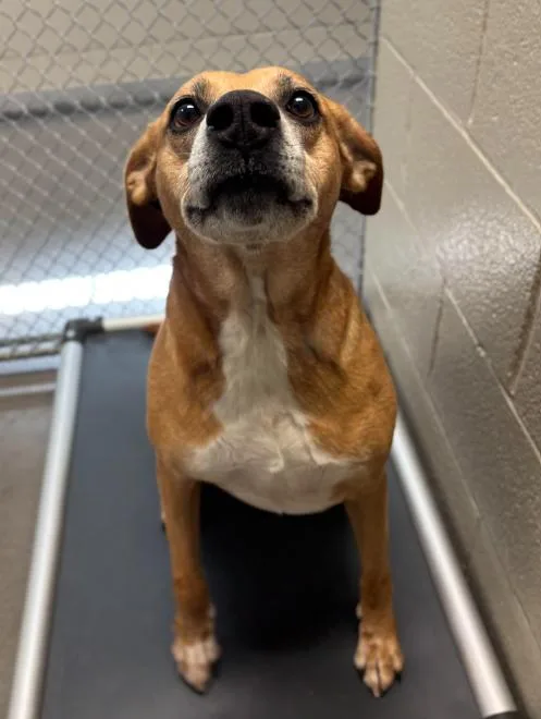 An adult medium-sized female Yellow / Tan / Blond / Fawn Retriever dog named Honey for adoption in Washington DC, DC