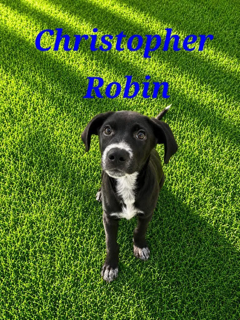 Christopher Robin thumbnail 2