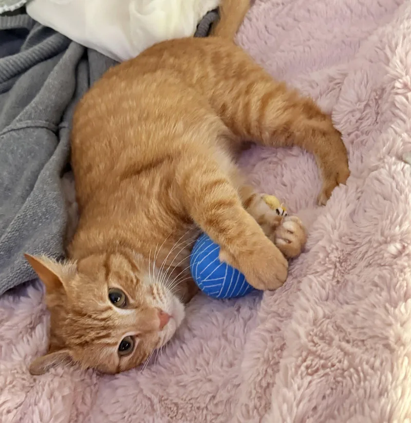 An adult medium-sized male Tabby (Orange / Red) Tabby cat named Big Mac for adoption in San Jose, CA