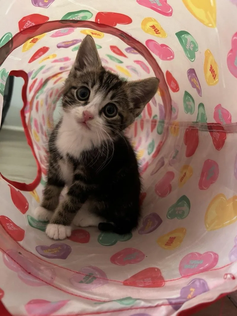 Loki