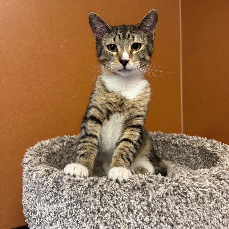A young medium-sized male Tabby (Brown / Chocolate) Domestic Short Hair cat named Vera for adoption in Rochester, MN