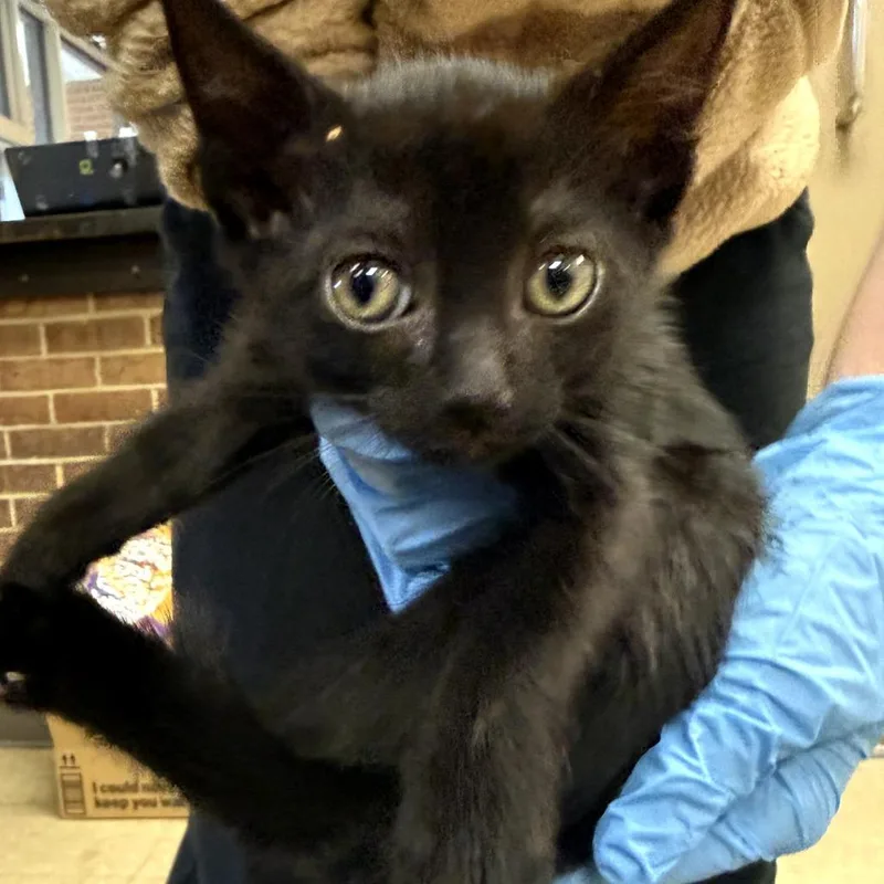 A baby small-sized female Black Domestic Short Hair cat named Willow for adoption in Birmingham, AL