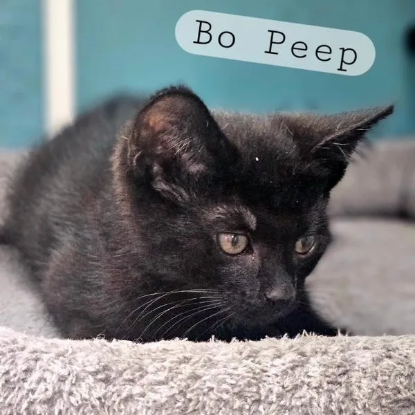A young medium-sized female Black Domestic Short Hair cat named Bo Peep for adoption in Ferndale, WA