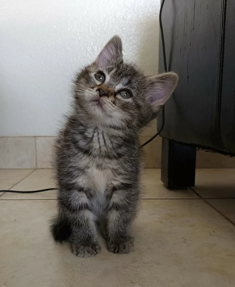 A young medium-sized female Domestic Short Hair cat named Chestnut for adoption in Scottsdale, AZ