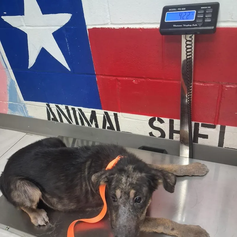A young medium-sized male Black Mixed Breed dog named Bruno for adoption in Lufkin, TX