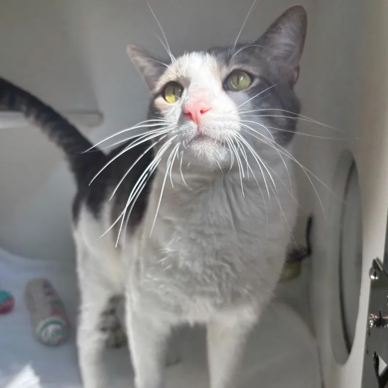 An adult medium-sized male Gray / Blue / Silver Domestic Short Hair cat named Mr. Meow for adoption in Naperville, IL