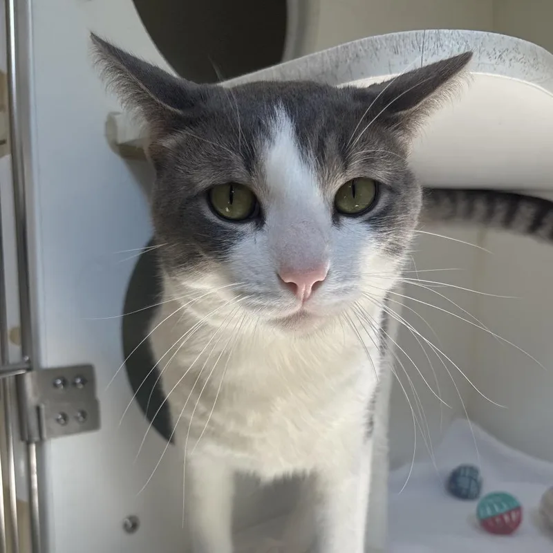 Mr. Meow thumbnail 2