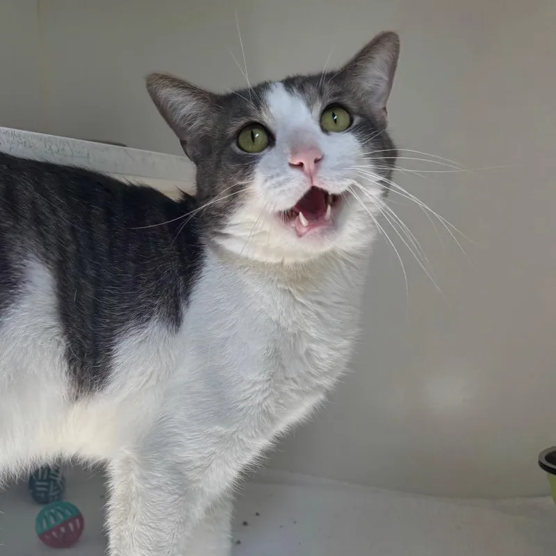 Mr. Meow thumbnail 3