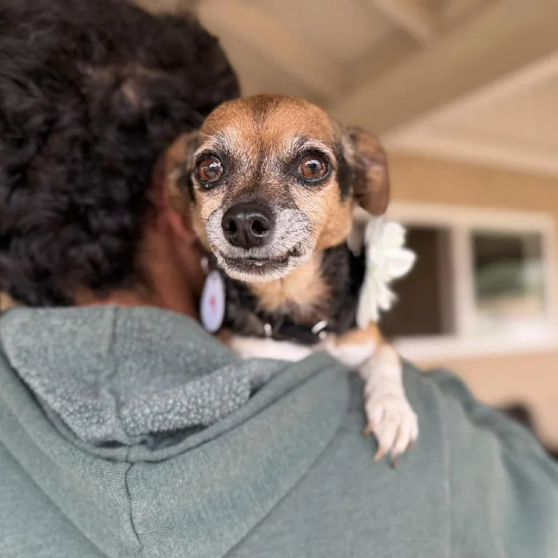 A senior small-sized female Brown / Chocolate Chihuahua dog named Lily Trail for adoption in Ramona, CA