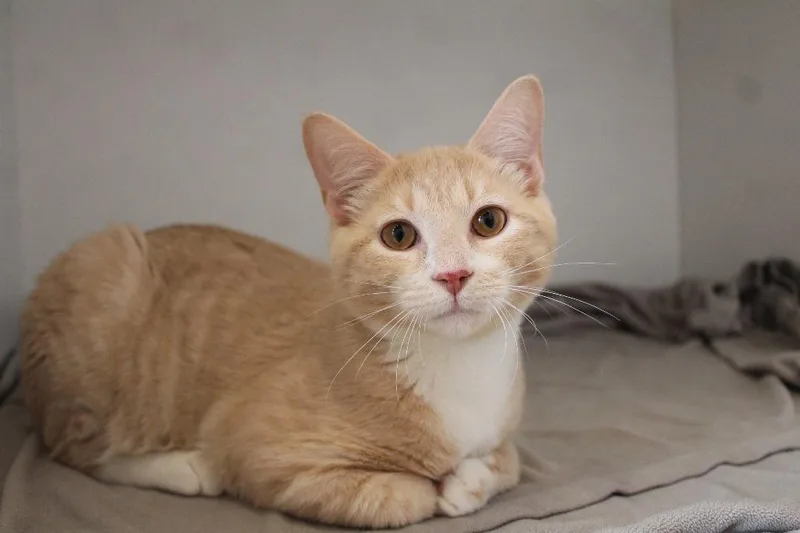 Lil' Biscuit thumbnail 2